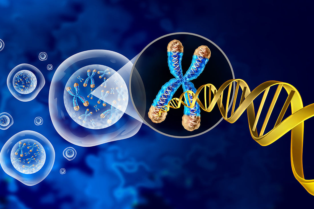 How Cells Preserve DNA, Telomeres & Mitochondria — and Why Genomic Stability Predicts Longevity