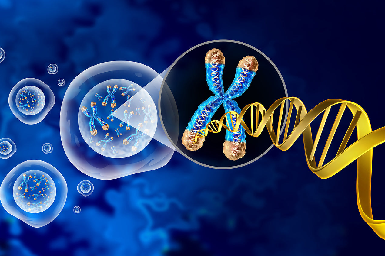 How Cells Preserve DNA, Telomeres & Mitochondria — and Why Genomic Stability Predicts Longevity - SciCures