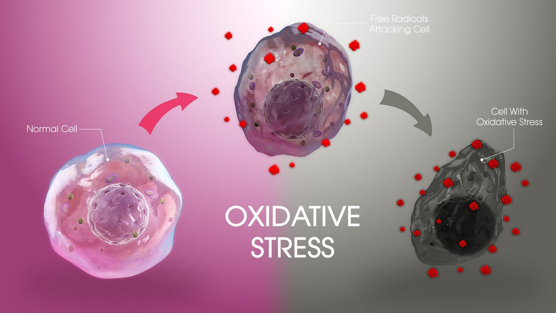 Why Some Antioxidants Fail: Understanding Oxidative Stress at the Cellular Level